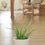 aloe-2926704_1280
